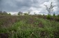 The execution site and mass grave of about ten Jewish men from Grimăncăuți shot by Romanians in July 1941. The bodies of the victims were exhumed after the war and reburied at the Jewish cemetery in Briceva. © Kate Kornberg/ Yahad - In Unum