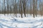 Execution site of dozen Jews killed in the woods in Pomirtsi. ©Les Kasyanov/Yahad - In Unum