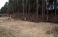 The execution site of about 10 Jews of Kaltanėnai, killed in July 1941 in the so-called “Priest pine grove”, near the road to Molėtai. 7 members of   Benčikas family are among the victims. ©Kate Kornberg/Yahad-In Unum