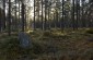 The remaining tombstones at the Jewish cemetery in Luga.© Cristian Monterroso/Yahad-In Unum