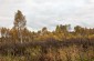 The killing and burial site at the edge of the forest in the village of Dębów, where 64 Jews were killed by the German gendarmes in September 1943. ©Les Kasyanov /Yahad - In Unum