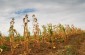 The location of the mass grave. Today it is a corn field.  © Aleksey Kasyanov - Yahad-In Unum