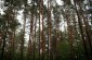 The forest near Rechitsa where Jews, activists and Soviet POWs were shot. ©Sabine Mirlesse/Yahad - In Unum