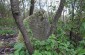 The remaining tombstones at the Jewish cemetery ©Les Kasyanov/Yahad – In Unum