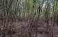 The location of the second mass grave where the corpses of the Jews died in the camp were buried. The bodies were thrown into the animal remains pit. Today it is a forest. © Aleksey Kasyanov/Yahad-In Unum