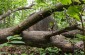 The abandoned Jewish cemetery in Krucha. ©Les Kasyanov/Yahad - In Unum