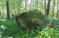 The remaining tombstones on the abandoned Jewish cemetery. ©Les Kasyanov/Yahad-In Unum