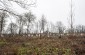 The surviving tombstones at the Jewish cemetery in Pechera. ©Les Kasyanov/Yahad - In Unum.