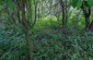 The former Polish cemetery where the Jewish children were shot. The forest has taken over the cemetery. ©Les Kasyanov/Yahad – In Unum