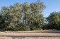 The execution site of 16 Jews from Mali Kutyscha and surrounding areas. The site is located in the south of the village near the forest. © Aleksey Kasyanov/Yahad-In Unum