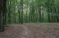 The execution site of about 170 Jews from Labun, Starokostyantyniv and Grytsiv murdered in the forest in the period from July to September 1941.  Execution site n°3.  ©Les Kasyanov/Yahad-In Unum