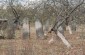 The remaining tombstones at the Jewish cemetery. © Les Kasyanov/Yahad-In Unum