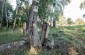 The surviving tombstones at the Jewish cemetery. ©Les Kasyanov/Yahad - In Unum.