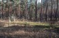 The execution site in the pine forest where about 255 Jews were executed. Execution site n°1 © Les Kasyanov/Yahad-In Unum.