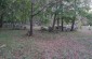 The territory of the Jewish cemetery in the middle of the forest that still exists. ©Les Kasyanov/Yahad-In Unum