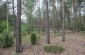 Burial site n°3 in Wola Okrzejska, the former sand quarry, where a young Jewish woman, killed by the Germans in 1942 or 1943, was buried. Today, the site is overgrown. ©Les Kasyanov/Yahad - In Unum