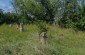 An old Jewish cemetery in Rokytne with some surviving graves. Many of the graves date from the post WWII period. ©Les Kasyanov/Yahad – In Unum