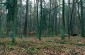 The killing and burial site in the Parczew forest, where about 100 Jews were killed during an operation led by the SS’s 1st Motorized Police Battalion, between December 2 and 7, 1942. ©Les Kasyanov /Yahad - In Unum