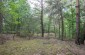 The burial site of 70-150 Krzywda Jews, killed in October 1942. The pit is located at the former animal burial area. Today, it is a forest. The victims’ bodies were exhumed after the war. ©Les Kasyanov/Yahad - In Unum