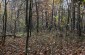 The killing and burial site at the edge of the Łyniew forest where at least 30 Jews were killed during an operation led by the gendarmes from Wisznice probably at fall 1941. ©Les Kasyanov/Yahad - In Unum