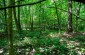The approximate location of the burial site in the forest of Łaziska where the bodies of the murdered Jewish families were buried. ©Piotr Malec/Yahad - In Unum