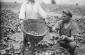 The cucumber harvest sorting in the kolkhoz “Roiter oktibre”, Bobrovyi Kut. © Taken from promodj.com/alex.aldan/blog