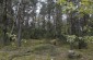 Killing site No. 3, located in the forest near Guty-Bujno, where Jews and Roma were murdered during the German occupation. The grave is marked by a damaged cross.  ©Markel Redondo/Yahad - In Unum