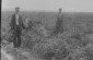 Two colonists and a boy pose in a tomato field at the Molotov collective farm. © YIVO Digital archives