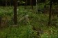 The remaining tombstones at the Jewish cemetery in Toropets. ©Cristian Monterroso/Yahad - In Unum