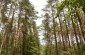 The approximate location of the killing site in the Kosaczewo Forest, where 100-300 Jews were murdered in the spring of 1943. The Jewish cemetery is located in the heart of the forest. ©Cristian Monterroso/Yahad – In Unum